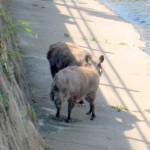 神戸市東灘区の天井川のイノシシ2頭 神戸市東灘区の天井川のイノシシ2頭