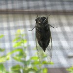 窓にとまった蝉