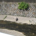 寝ているイノシシ1