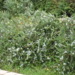 ローズマリーの花