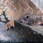 イノシシの親子