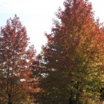 エンジョイ・ライフの森林植物園の写真2