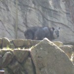 エンジョイ・ライフの森林植物園のカモシカ1