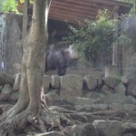 エンジョイ・ライフの森林植物園のカモシカ2