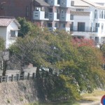 芦屋川のまだ葉が緑の桜の木