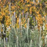 IMG_7766 すくすく伸びるラベンダー