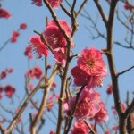 岡本梅林公園の梅1