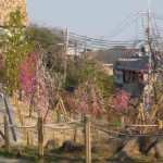 岡本梅林公園の梅2