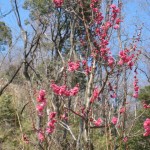 梅-0306-1 保久良神社の梅林1