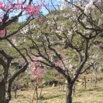 梅-0312-1 保久良神社の梅林3