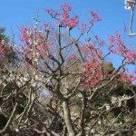 梅-0312-2 保久良神社の梅林4