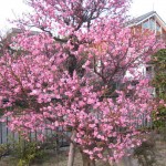 阪急御影駅近くの梅1