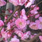 阪急御影駅近くの梅2