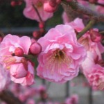 阪急御影駅近くの梅3