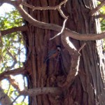 yamagara1 ヤマガラ1