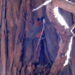 yamagara2 ヤマガラ2