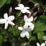 羽衣ジャスミン