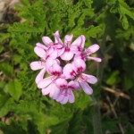 ローズゼラニュームの花2