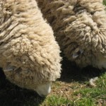 羊（まだ純毛）