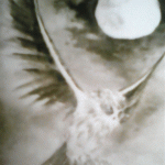 日本画（フクロウ）