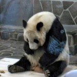 パンダ3