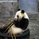 パンダ5