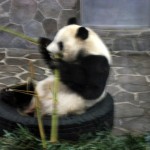 パンダ4