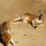 カンガルー3