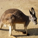 カンガルー2