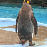 ペンギン