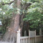 伊弉諾神宮（夫婦の大楠）