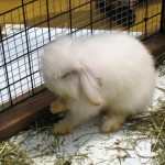 神戸　どうぶつ王国-1