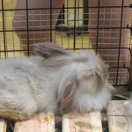 神戸　どうぶつ王国-2