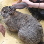 神戸　どうぶつ王国-3