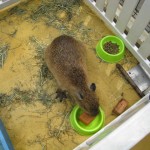 神戸　どうぶつ王国-4