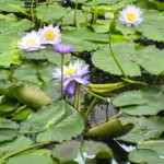 神戸　どうぶつ王国-8