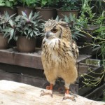 神戸　どうぶつ王国-8