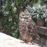 神戸　どうぶつ王国-9