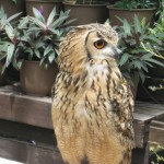 神戸　どうぶつ王国-10