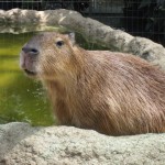 神戸　どうぶつ王国-12