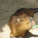 神戸　どうぶつ王国-13