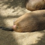 神戸　どうぶつ王国-14