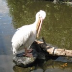 神戸　どうぶつ王国-20