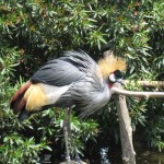 神戸　どうぶつ王国-21