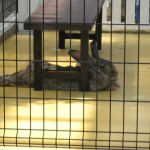 神戸　どうぶつ王国-21