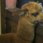 神戸　どうぶつ王国-22