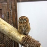 神戸　どうぶつ王国-23