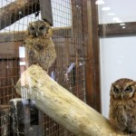 神戸　どうぶつ王国-24