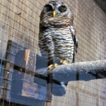 神戸　どうぶつ王国-25