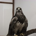 神戸　どうぶつ王国-26